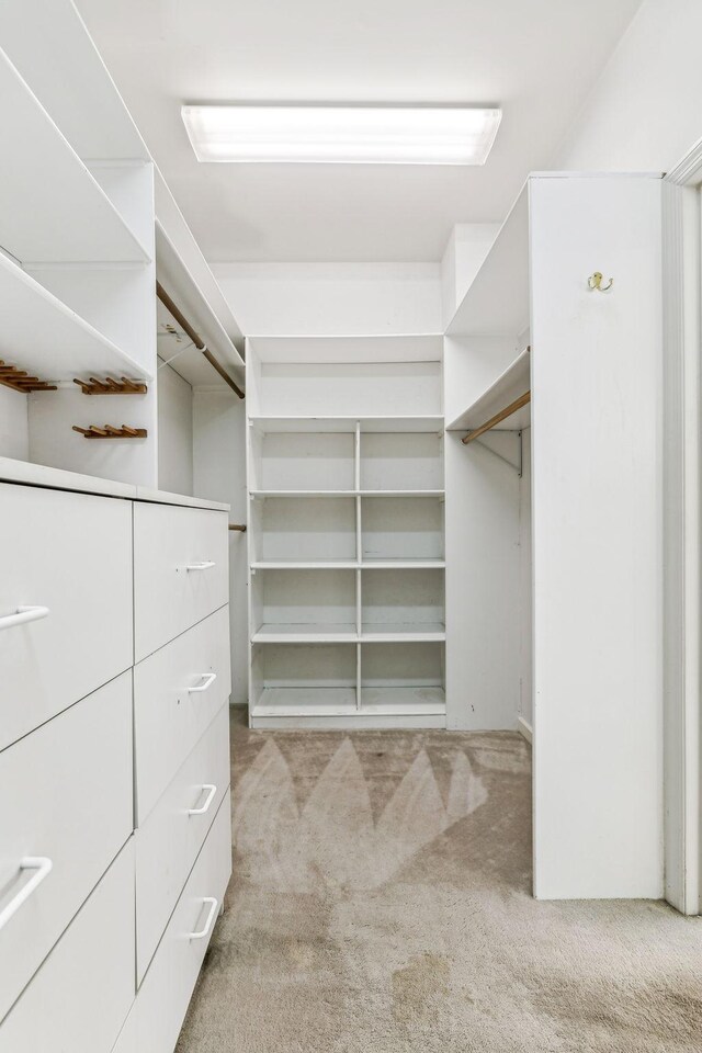 spacious closet featuring carpet flooring