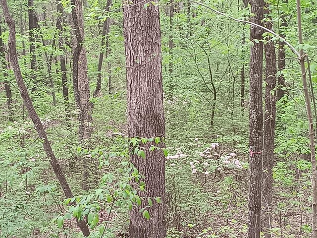 0 Sr 30, Pikeville, TN 37367 - photo 25