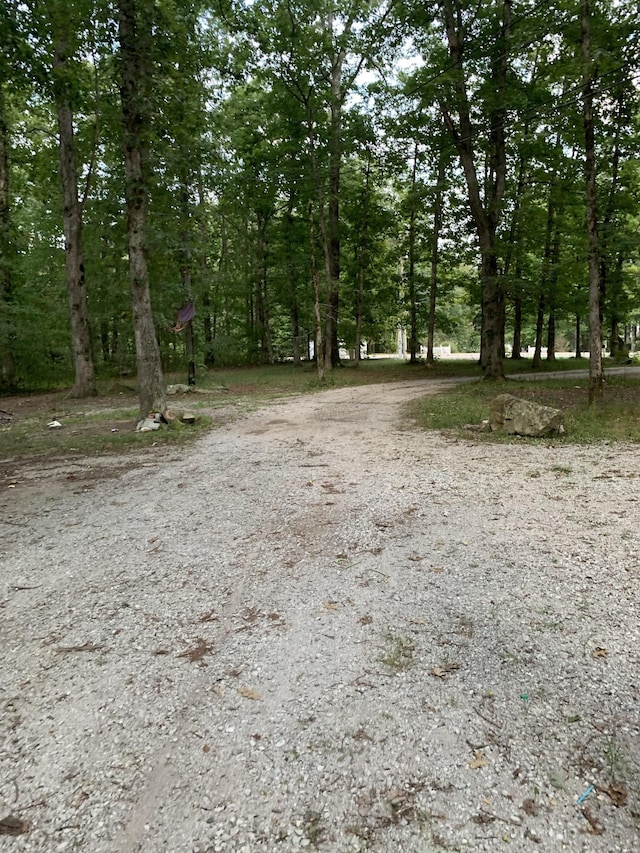 view of local wilderness