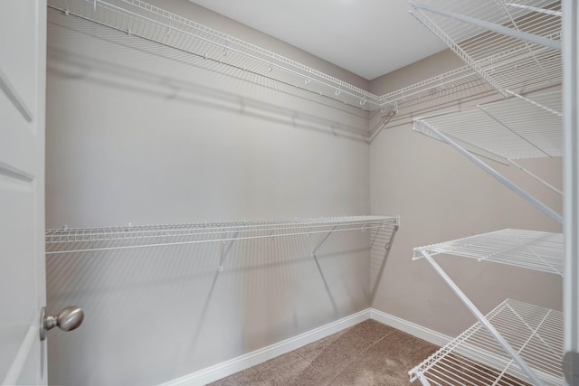 walk in closet with carpet flooring