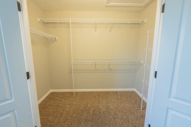 532 Falkland Cir, Clarksville, TN 37042 - walk in closet featuring carpet flooring