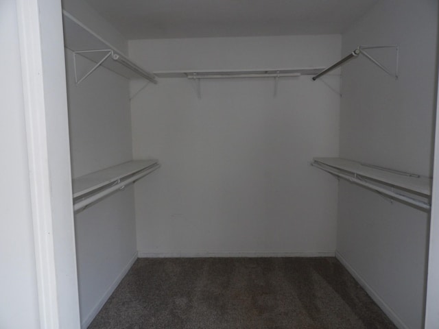 walk in closet featuring carpet flooring