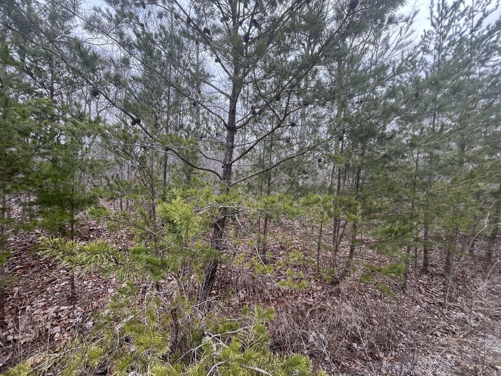 0 Maple Dr, Pikeville, TN 37367 - photo 2
