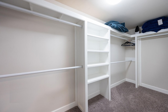 walk in closet with carpet floors