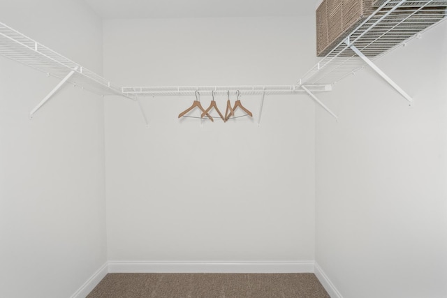 walk in closet featuring carpet flooring