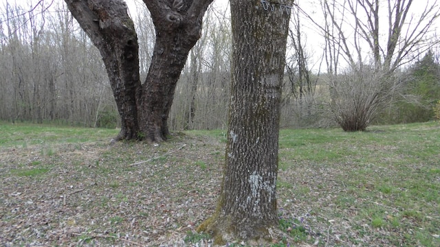 view of local wilderness