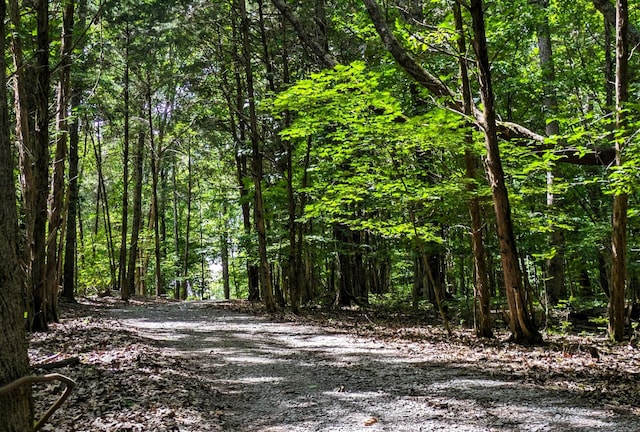 view of local wilderness featuring a wooded view