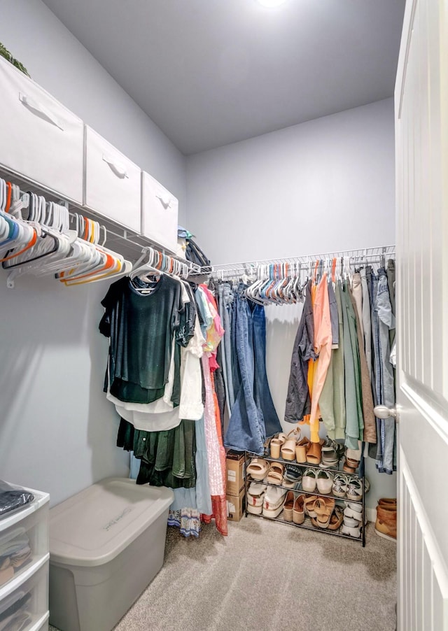 627 Prominence Rd, Columbia, TN 38401 - walk in closet with carpet flooring