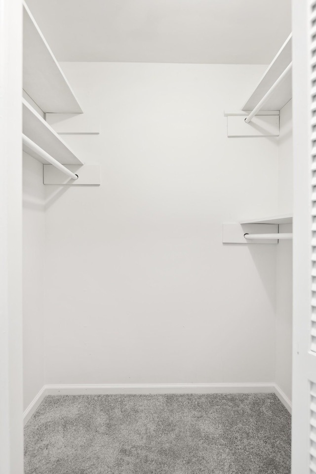 spacious closet featuring carpet flooring