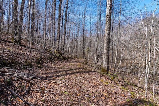 283 Dyestone Springs Rd, Hohenwald, TN 38462 - view of local wilderness