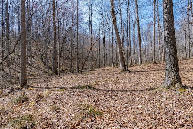283 Dyestone Springs Rd, Hohenwald, TN 38462 - view of wooded area