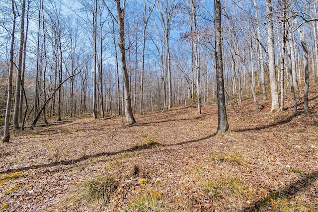 283 Dyestone Springs Rd, Hohenwald, TN 38462 - view of tree filled area