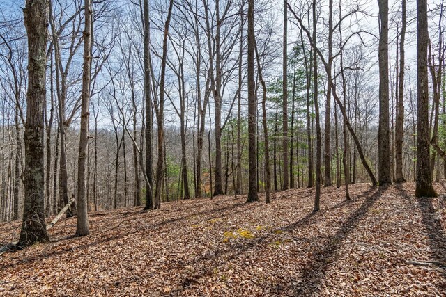 283 Dyestone Springs Rd, Hohenwald, TN 38462 - view of wooded area