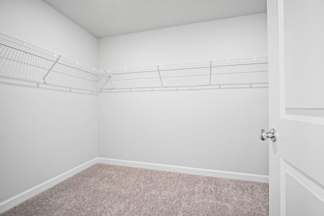 walk in closet with carpet flooring