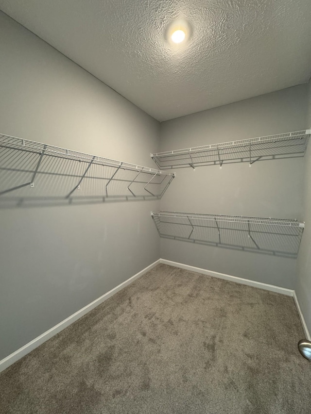 spacious closet featuring carpet floors