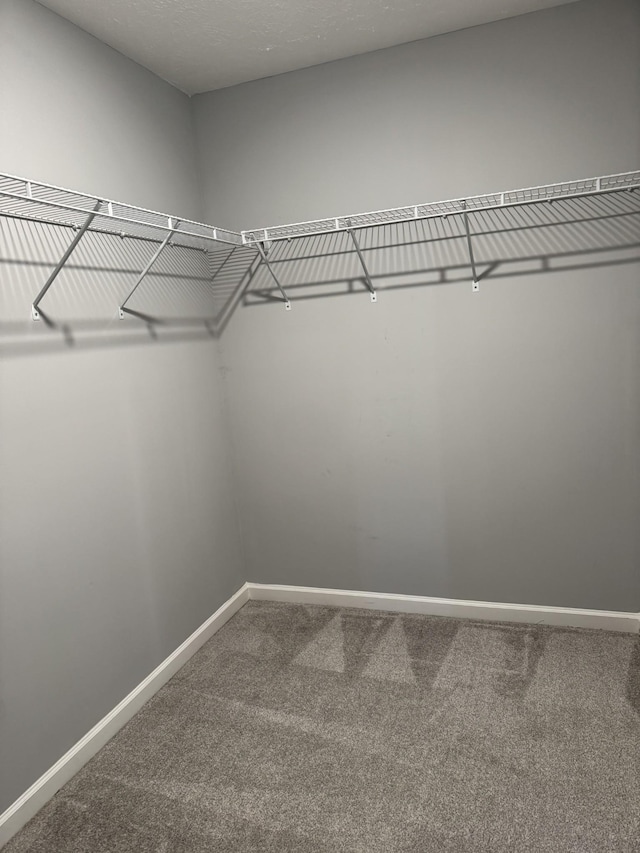 spacious closet featuring carpet floors
