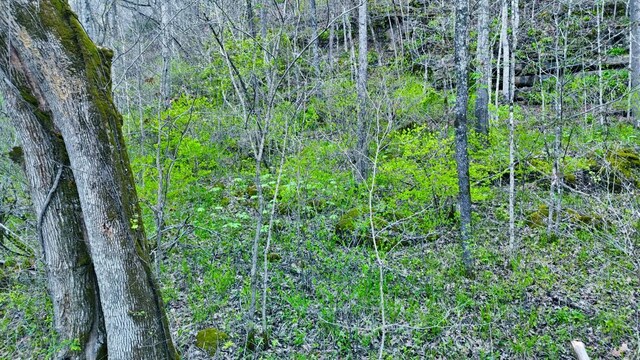 0 Westfork Creek Rd, Westmoreland, TN 37186 - photo 19