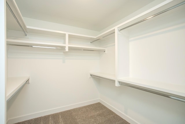 walk in closet featuring carpet flooring