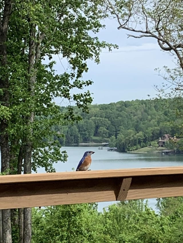 water view featuring a forest view