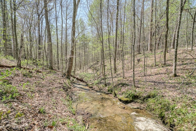 view of local wilderness