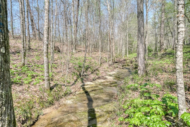 view of local wilderness