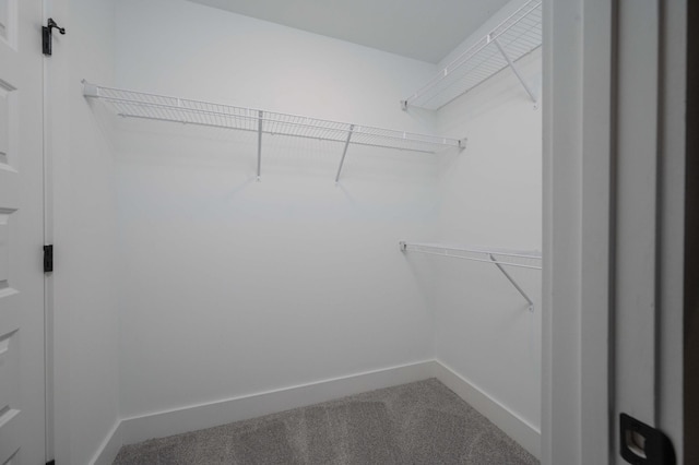 4302 Peacemill Ln, Murfreesboro, TN 37128 - walk in closet with carpet flooring
