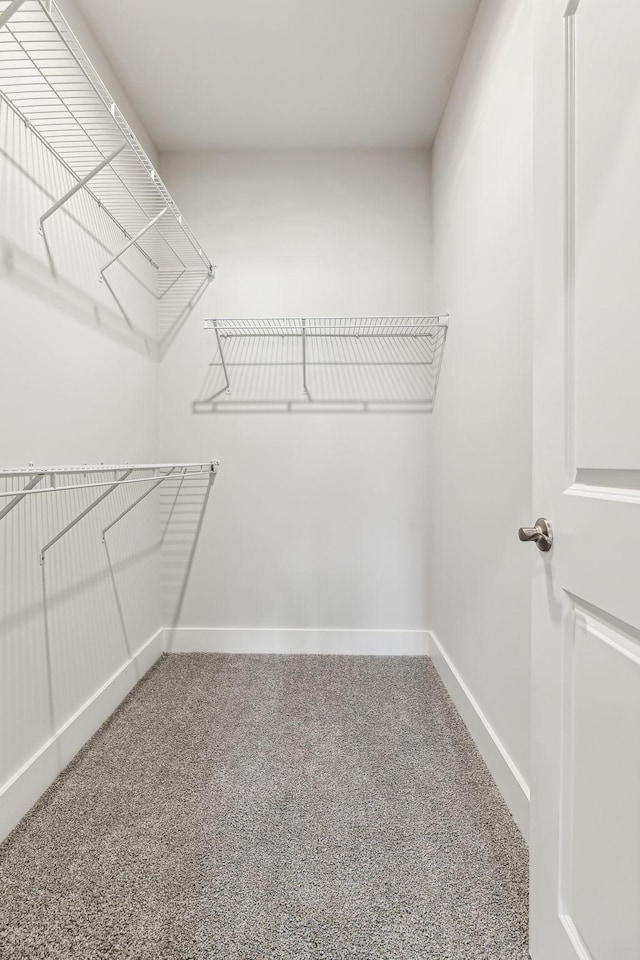 walk in closet featuring carpet flooring