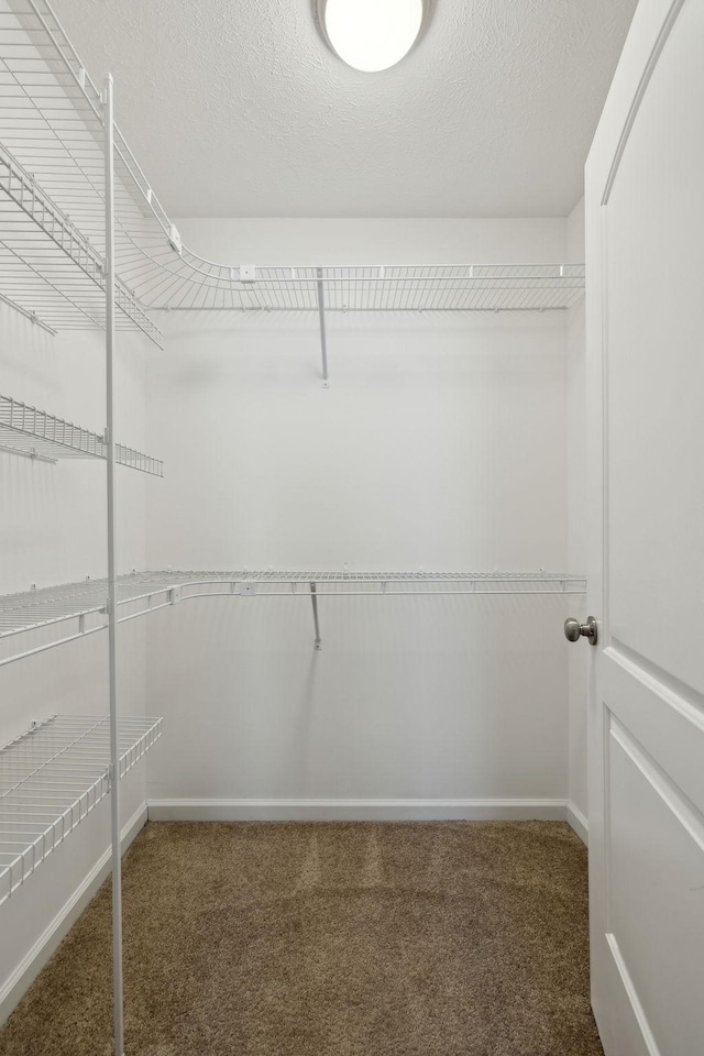 walk in closet with carpet flooring