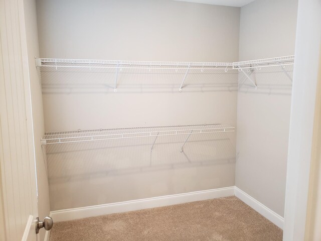 2260 Viking Ct, Murfreesboro, TN 37127 - walk in closet featuring carpet floors
