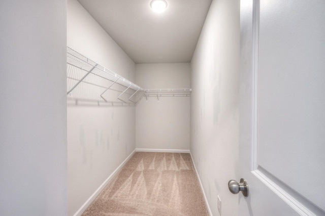 spacious closet featuring carpet