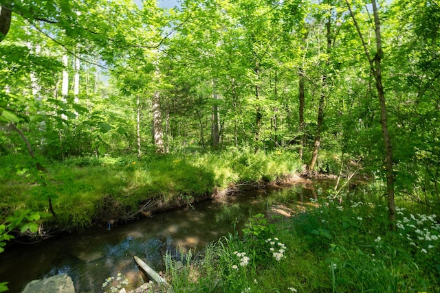 view of local wilderness