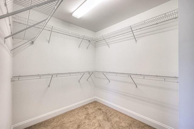 956 Innsbrooke Ave, Hendersonville, TN 37075 - walk in closet featuring light carpet