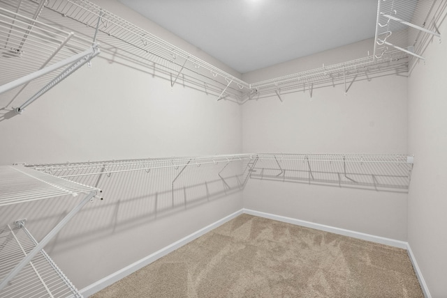 walk in closet featuring carpet