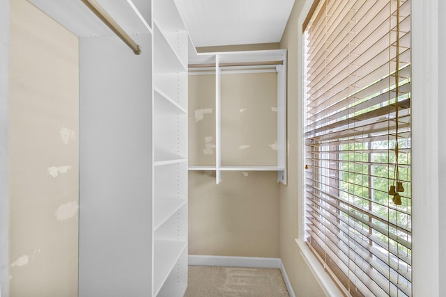 spacious closet featuring carpet