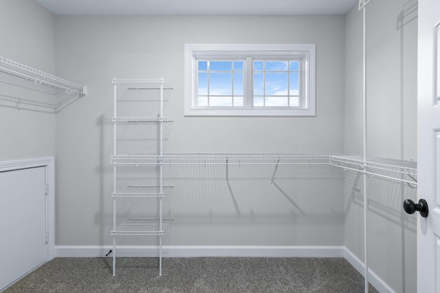 998 Alton Dr, Clarksville, TN 37043 - walk in closet with carpet