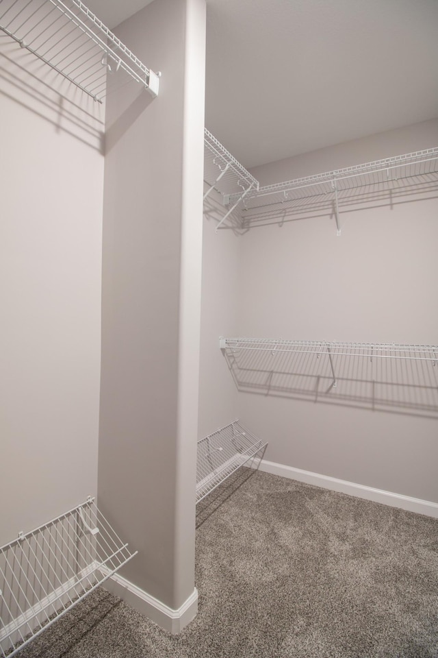 walk in closet with carpet flooring