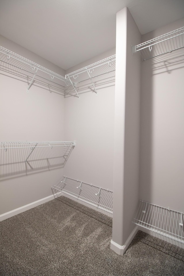 walk in closet featuring carpet flooring