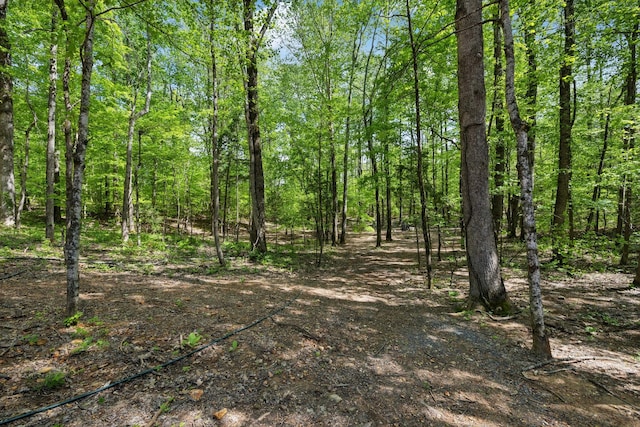 view of local wilderness