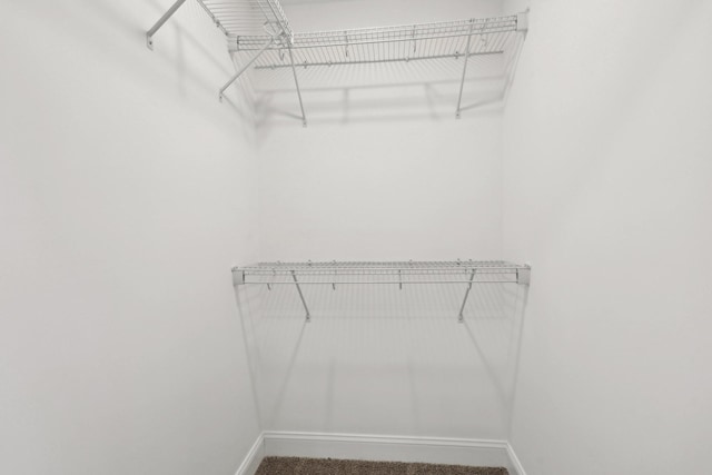 spacious closet featuring carpet floors