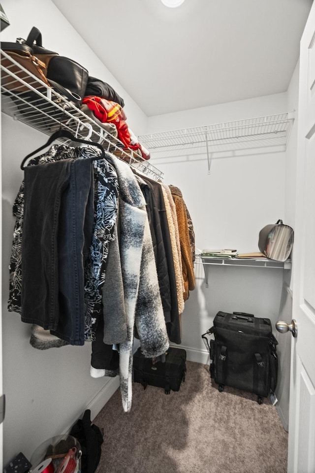 123 Saddlewood Ln, Hendersonville, TN 37075 - walk in closet with carpet