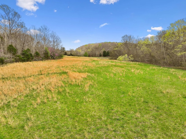 view of yard with a wooded view and a rural view