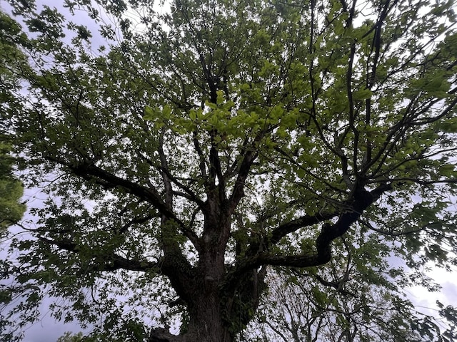 view of nature