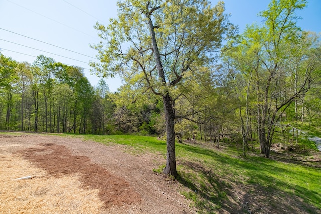 view of yard featuring a wooded view