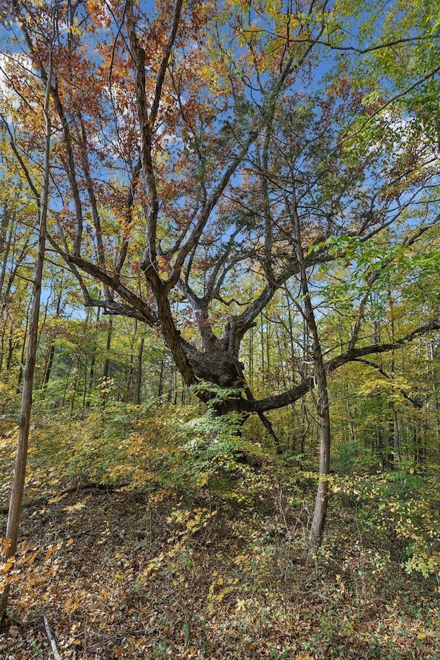 view of local wilderness with a wooded view