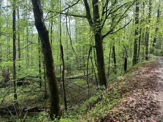 102 Bear Den Trl, Grandview, TN 37337 - photo 6