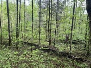 102 Bear Den Trl, Grandview, TN 37337 - photo 2