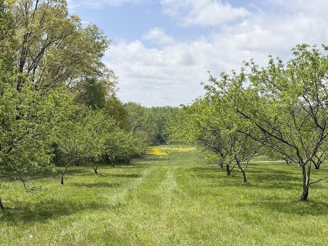 view of local wilderness