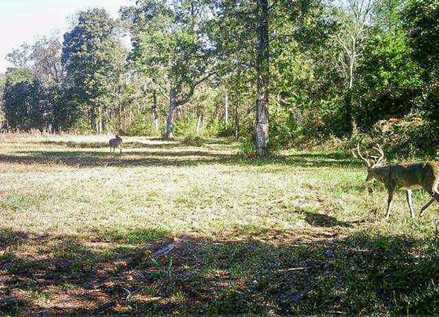 2971 Ownby Rd, Lewisburg, TN 37091 - view of landscape featuring a forest view