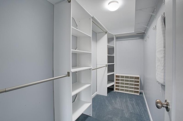 spacious closet featuring carpet floors and visible vents