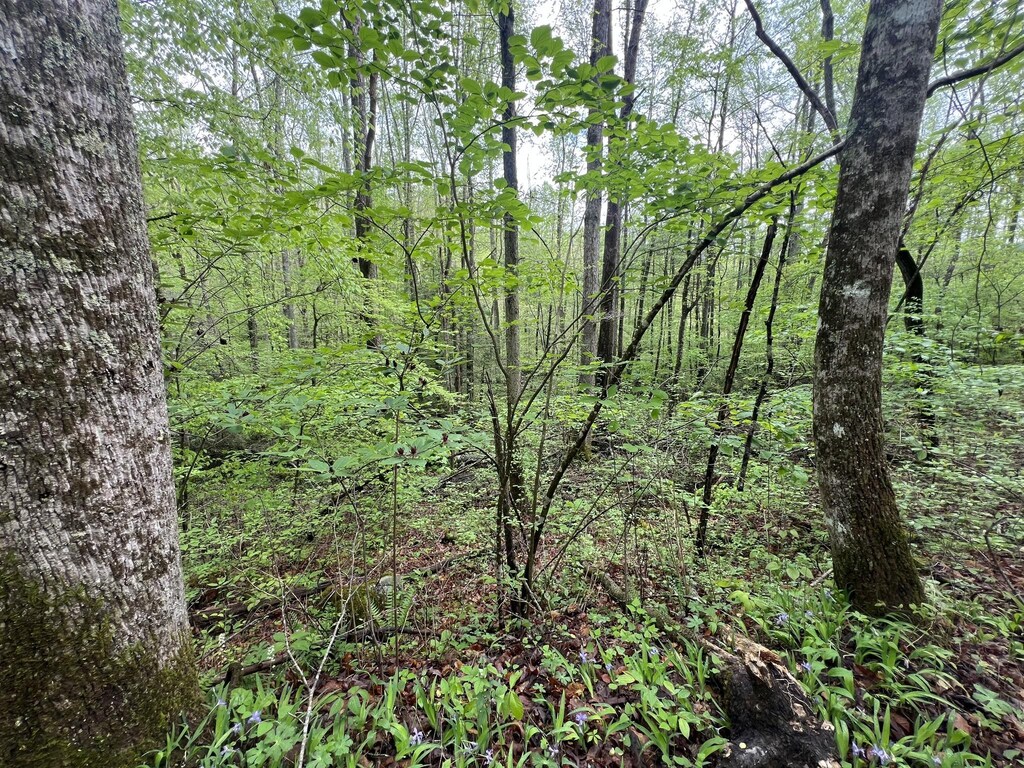 103 Bear Den Trl, Grandview, TN 37337 - photo 1
